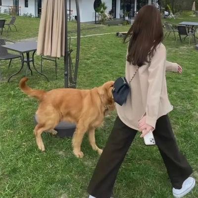 芒果传媒主编